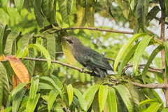 Phaenicophaeus tristis