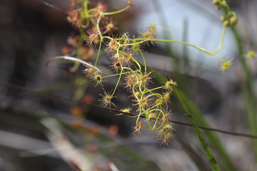 Drosera erythrogyne