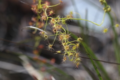 Drosera erythrogyne