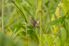 Prinia inornata