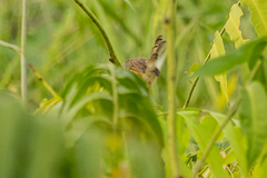 Prinia inornata