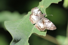 Chiomara georgina georgina