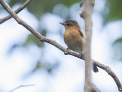 Pachyramphus castaneus