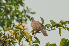 Streptopelia chinensis