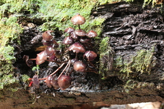 Psilocybe yungensis
