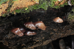 Psilocybe yungensis