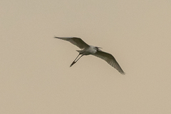 Egretta garzetta