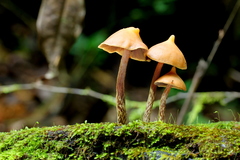 Psilocybe yungensis