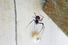 Nephilingis borbonica