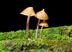 Psilocybe yungensis