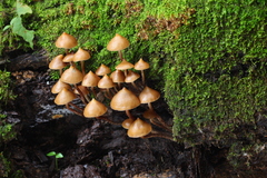 Psilocybe yungensis