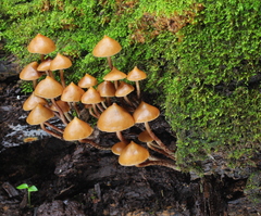 Psilocybe yungensis