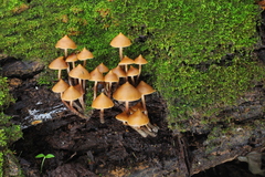 Psilocybe yungensis
