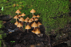 Psilocybe yungensis
