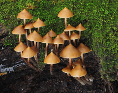 Psilocybe yungensis