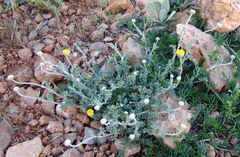 Anthemis pauciloba