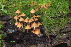 Psilocybe yungensis