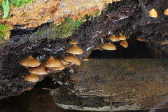 Psilocybe yungensis