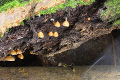 Psilocybe yungensis