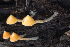 Psilocybe yungensis
