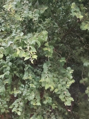 Ziziphus jujuba