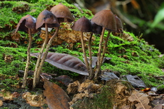 Psilocybe yungensis