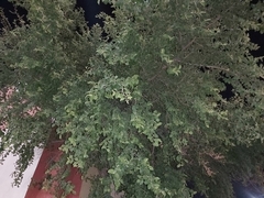 Ziziphus jujuba