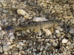 Salmo trutta fario
