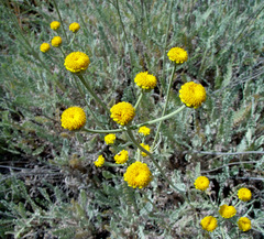 Tanacetum sinaicum