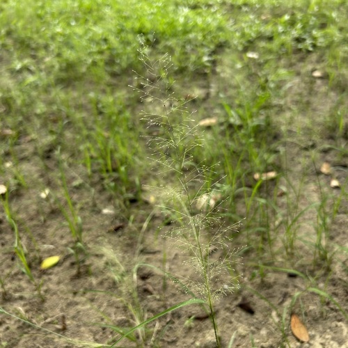 Sporobolus tenuissimus observed 2025-10-03