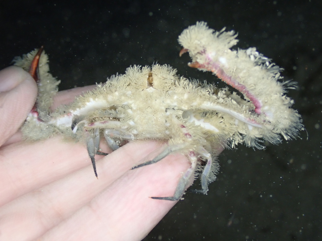 Armed elbow crab