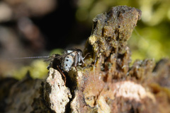 Lispocephala alma