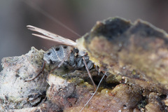 Lispocephala alma