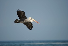 Pelecanus thagus