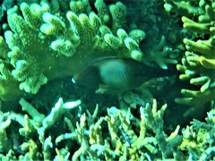 Amanses scopas