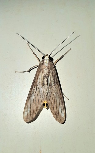 Robinsonia morula