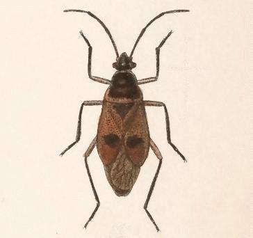 Largus bipustulatus