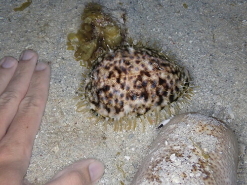Cypraea tigris observed 2025-07-12