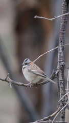 Zonotrichia capensis chilensis