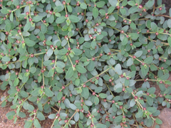 Euphorbia cinerascens