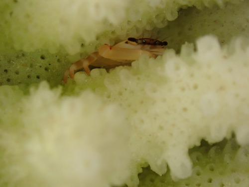 Tetralia ocucaerulea observed 2025-07-12