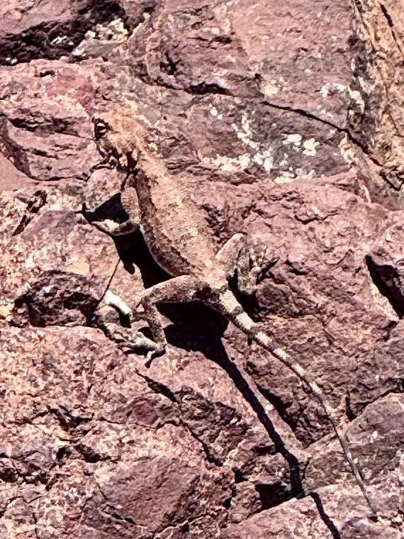 Agama anchietae Bocage, 1896