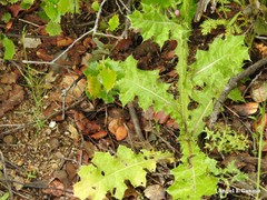 Lysimachia linum-stellatum
