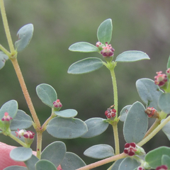 Euphorbia cinerascens