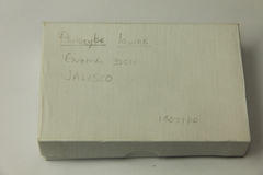 Psilocybe laurae