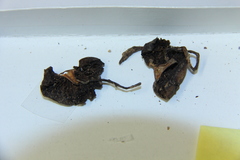 Psilocybe laurae
