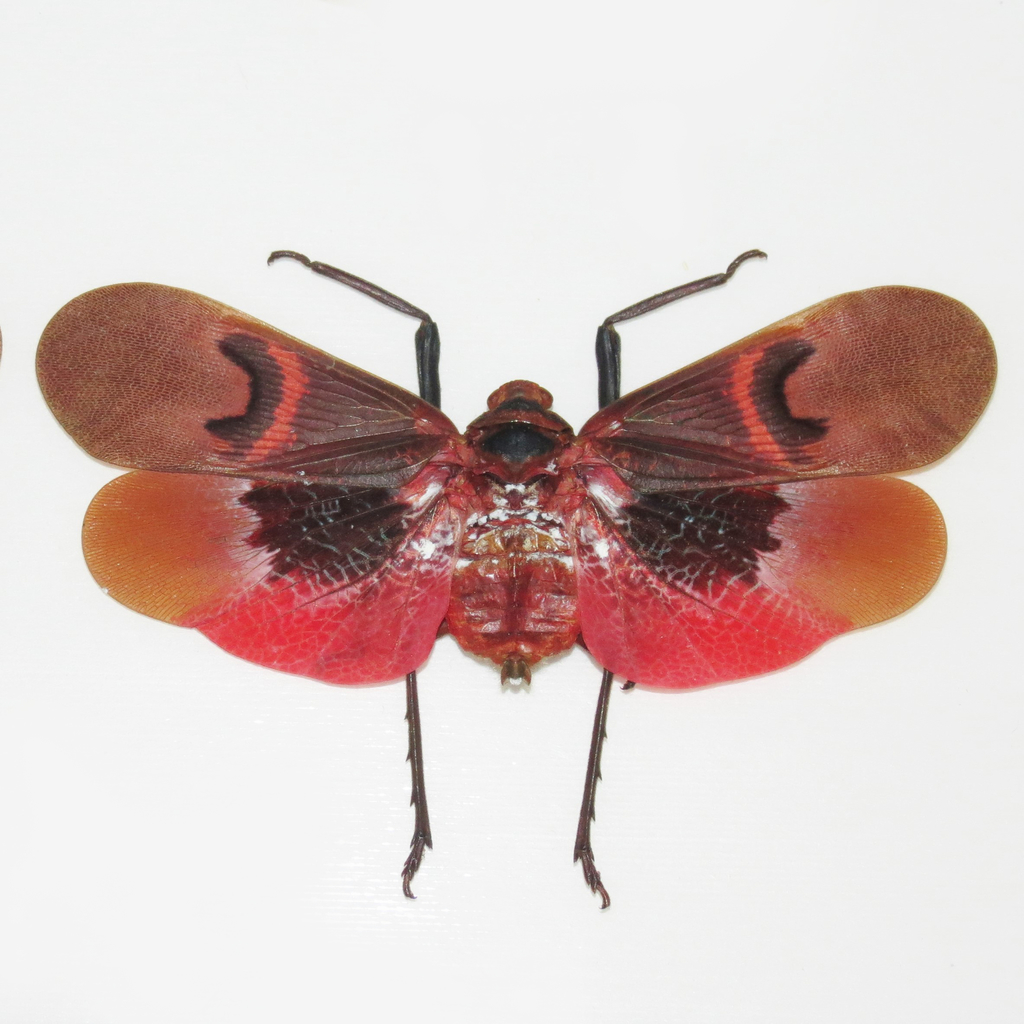 Scamandra collaris