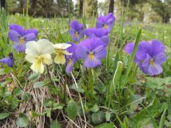 Viola altaica