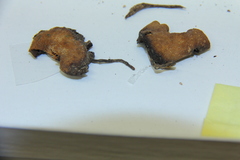 Psilocybe laurae