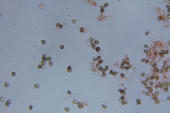 Psilocybe laurae